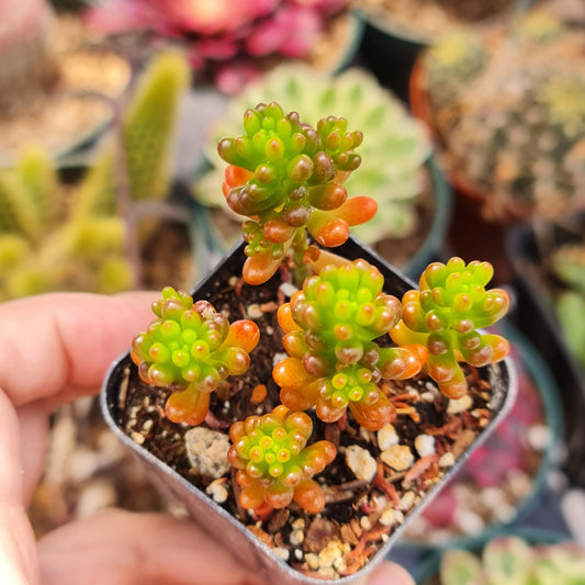 [Series] Sedum Succulents – 2" Pots (8 Varieties)