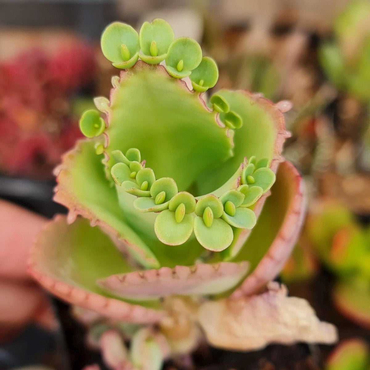 2"pot Kalanchoe Mother of Thousands