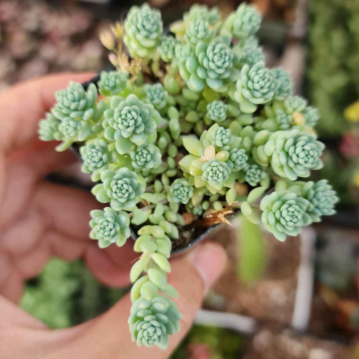2"pot succulents Sedum dasyphyllum major, Corsican Stonecrop