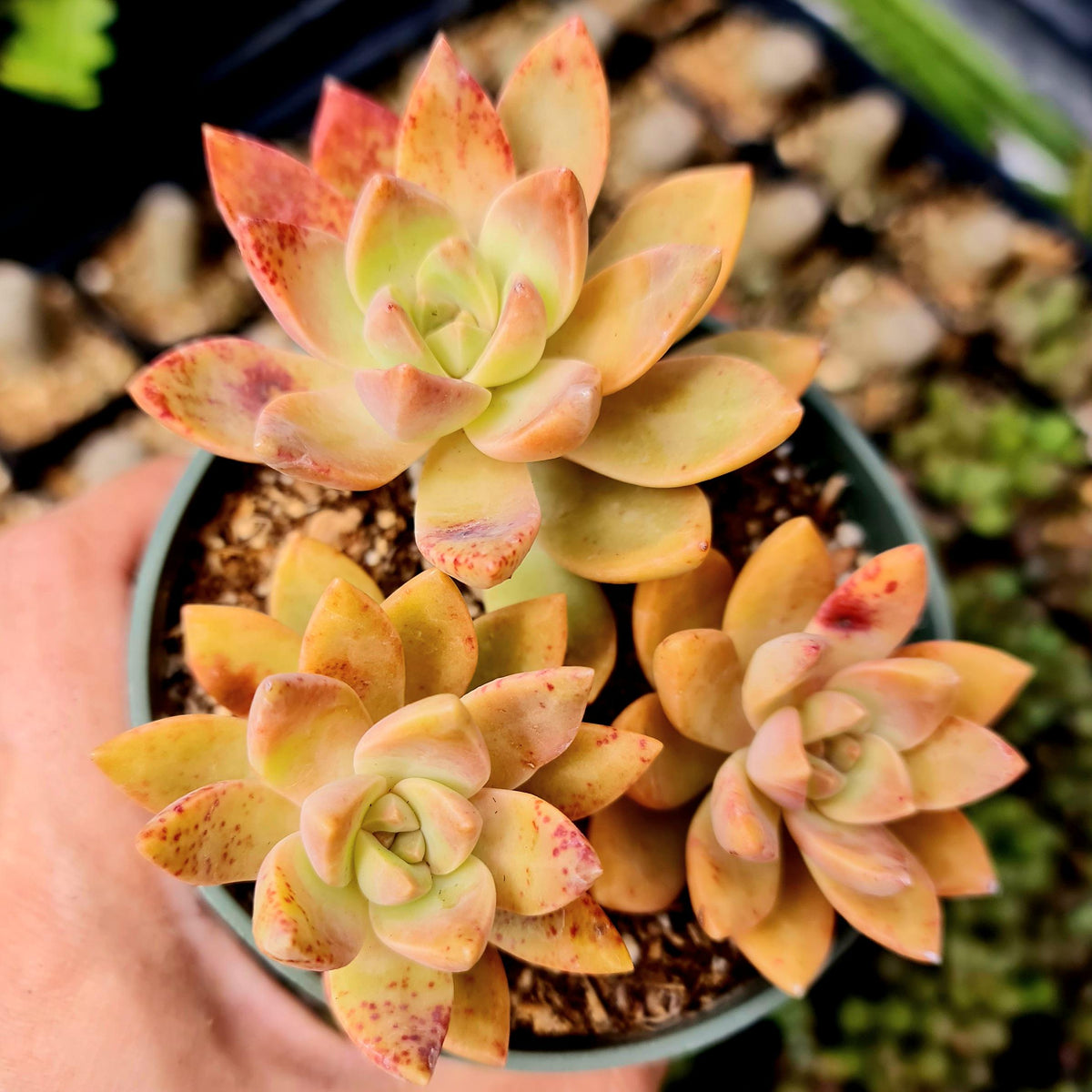2”pot 4"pot Succulent Plants   California Sunset