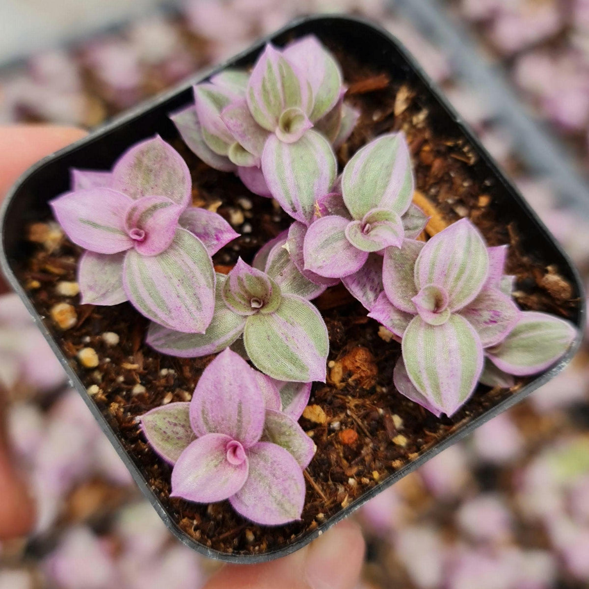 2” pot live houseplants Callisia repens 'pink pather'
