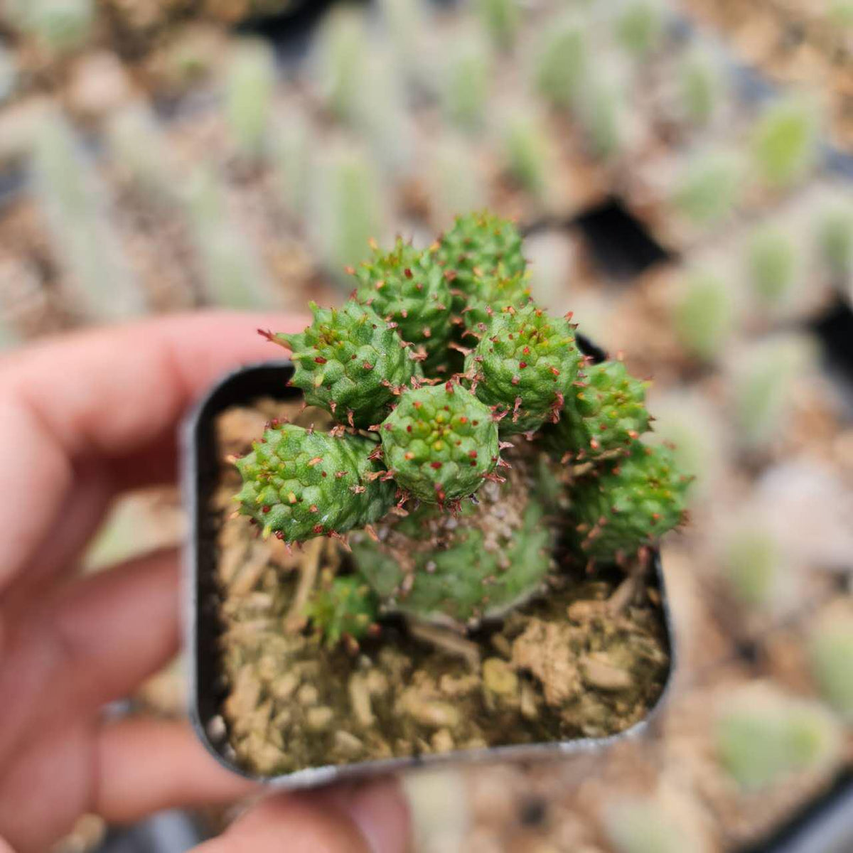 2"pot Euphorbia Monstrose cactus