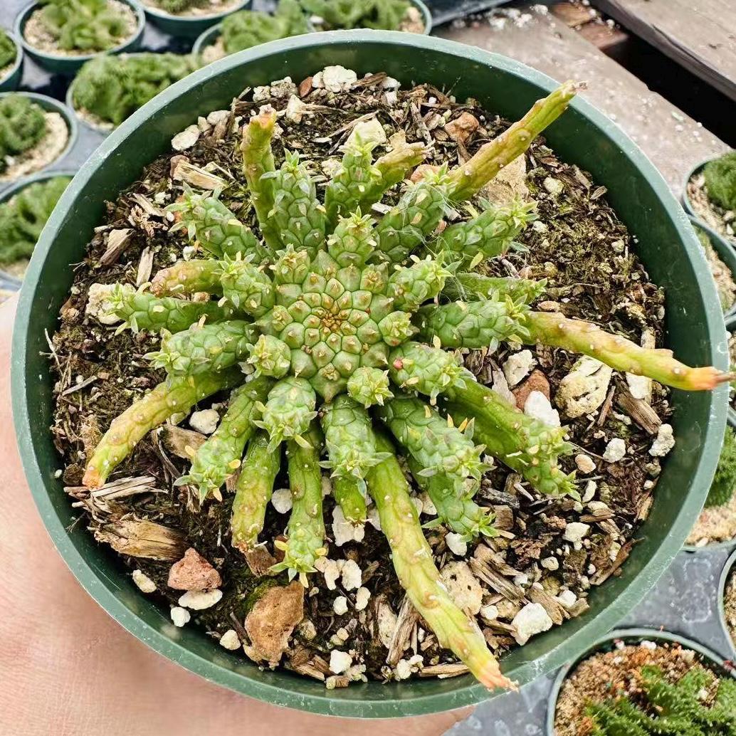 4"pot Succulent Plants Euphorbia flanaganii 'Medusa Head'