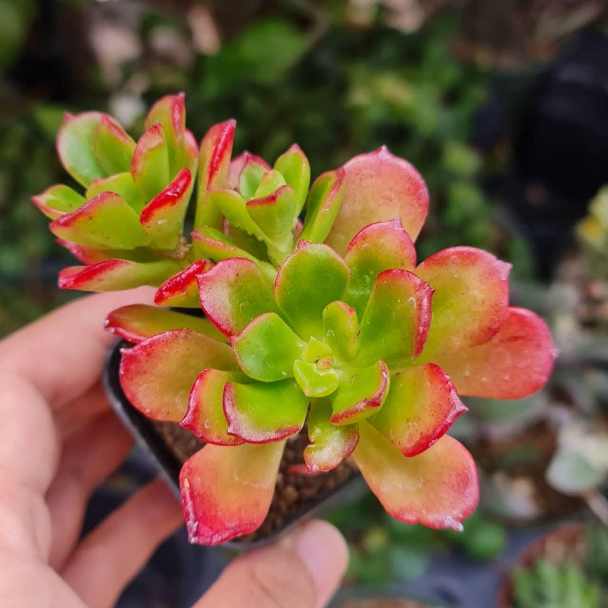 2” pot 4"pot succulent Plants Echeveria Multicaulis