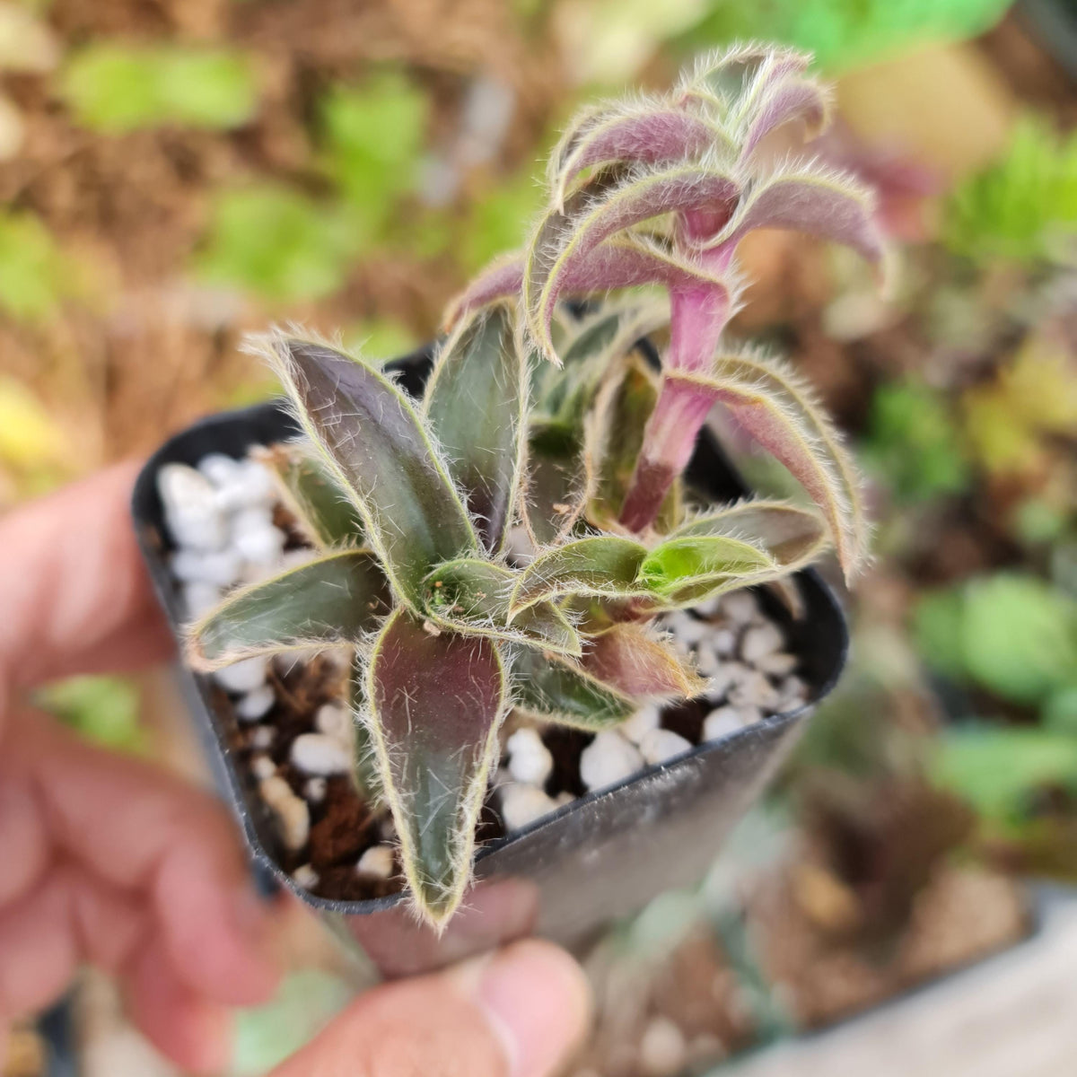 2"pot 4Pot Cyanotis somaliensis "Kitten ears"