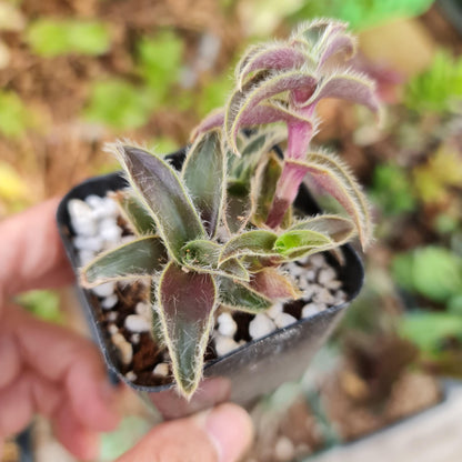 2"pot 4Pot Cyanotis somaliensis "Kitten ears"