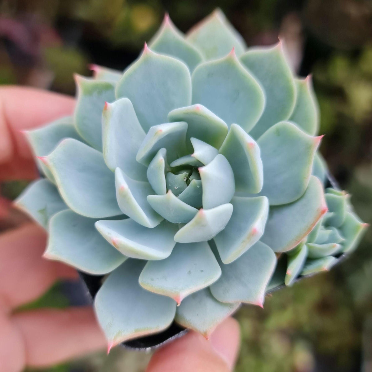 [Series] Echeveria Succulents – 2" Pots (14 Varieties)