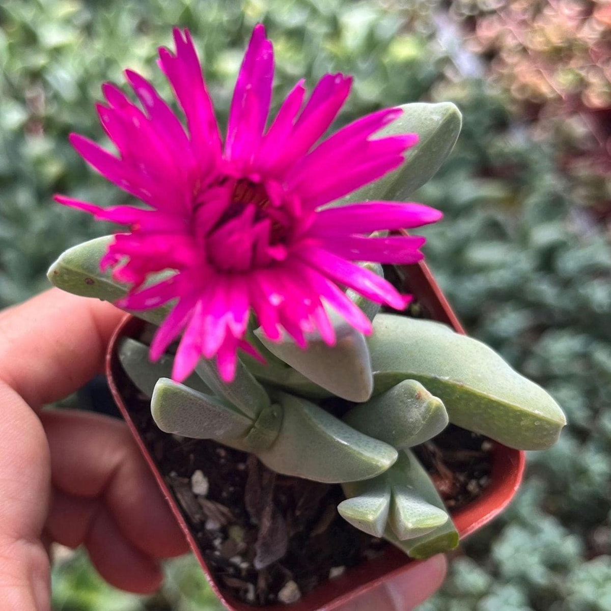 2"pot Cheiridopsis Candidissima 'Lobster Claws'