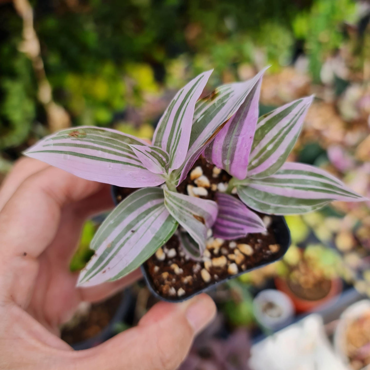 2"pot Live Wandering Jew Plant Tradescantia fluminensis Lavender