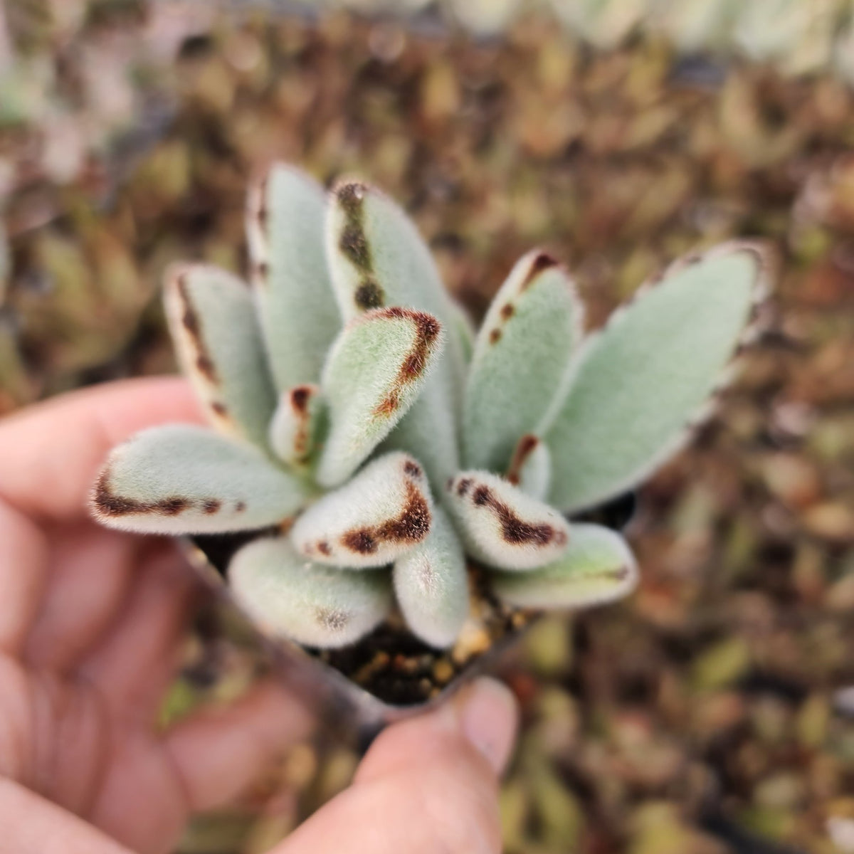 [Series] Kalanchoe Succulents – 2" Pots (3 Varieties)