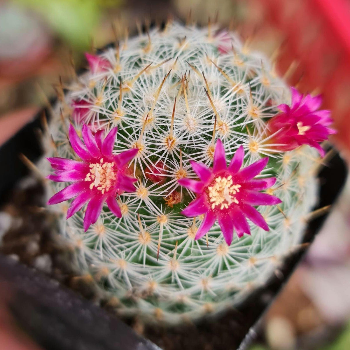 [Series] Mammillaria Succulents – 2" Pots (6 Varieties)