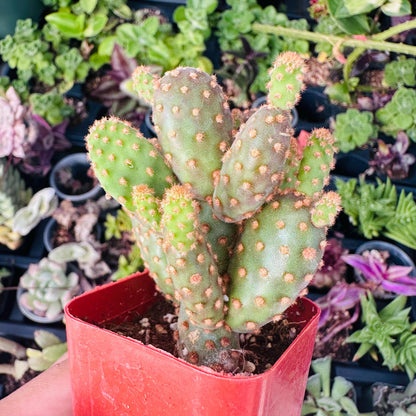 [Series] Opuntia Succulents – 2" Pots (5 Varieties)