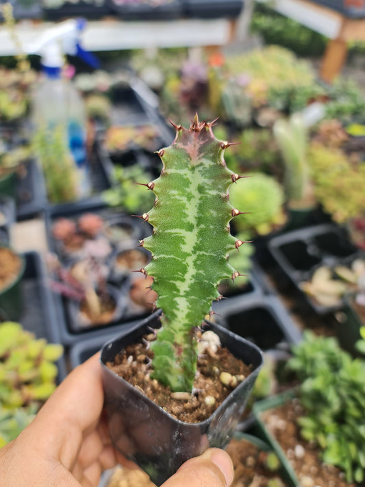 2"pot  Euphorbia Trigona Rubra – Green African Milk Tree