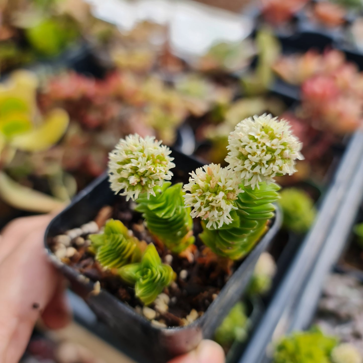 2"pot Succulent Plants Crassula Estagnol Spiralis