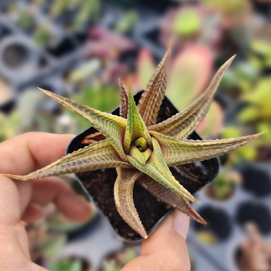 2"pot Rare rooted Import live plants Haworthia Limifolia Variegated