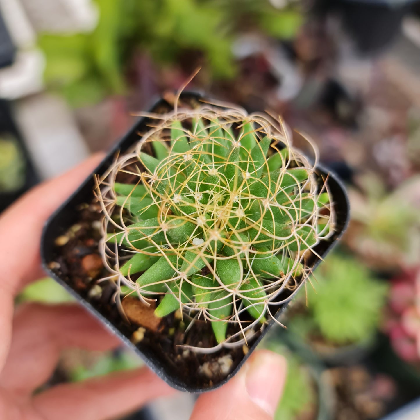 2”pot Cactus Plants Mammillaria longimamma