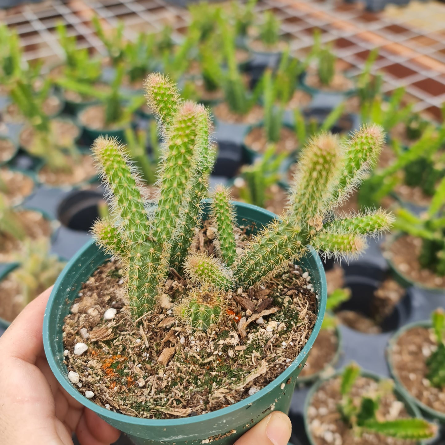 2”pot 4"pot Cactus Plants Rat Tail