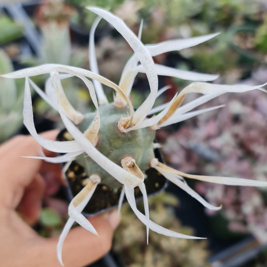 2” pot Paper Spine Cactus