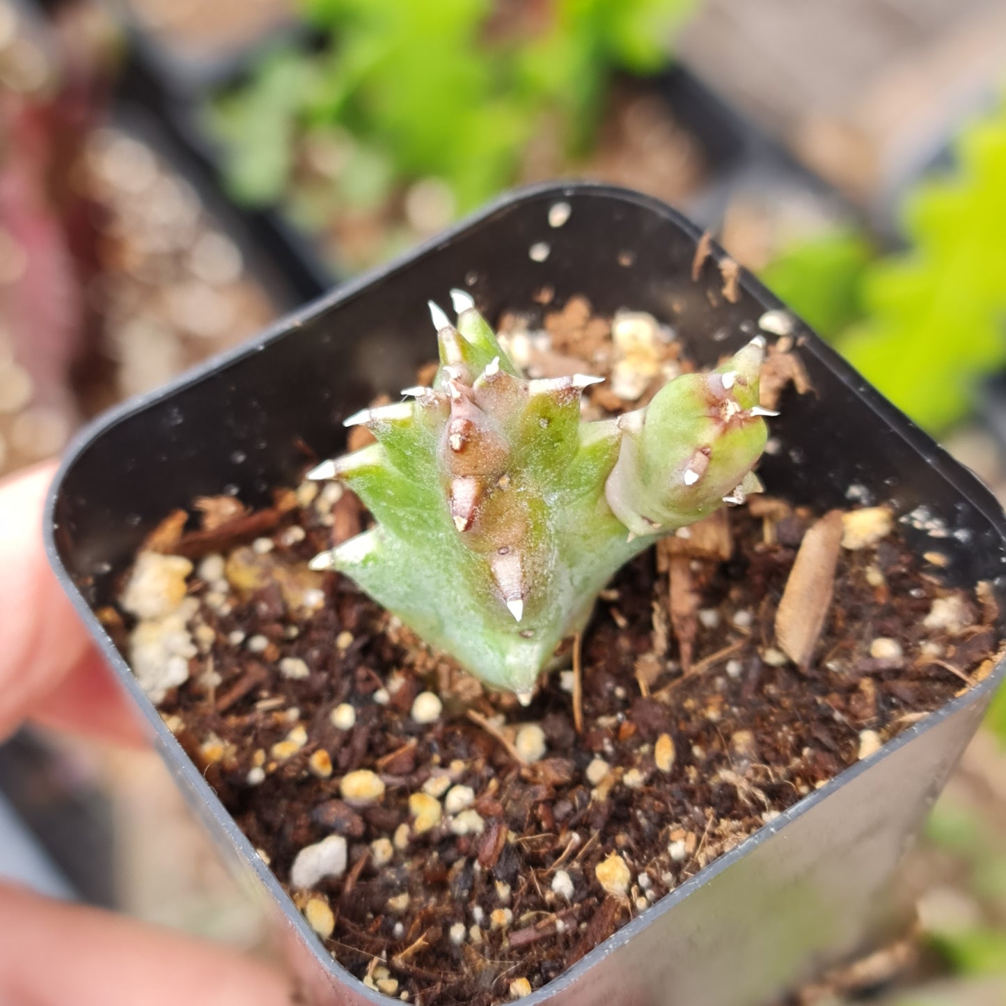 2" pot 2.5"pot Huernia Zebrina | life saver plants