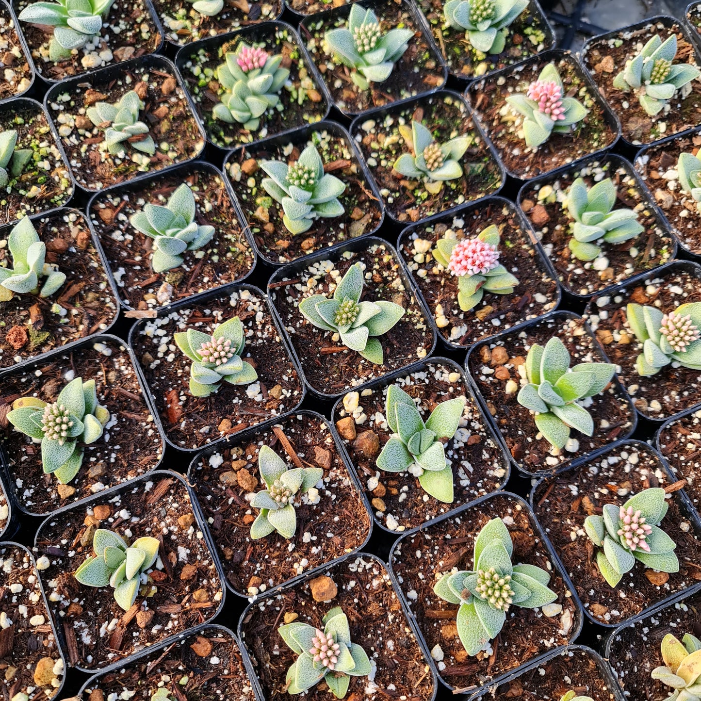 2"pot Succulent Plant Crassula Morgan’s Beauty