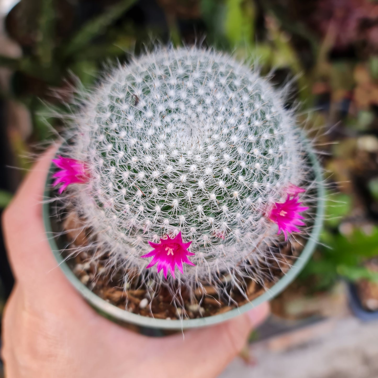 4"pot Mammillaria Haniana Old Lady Cactus with babies