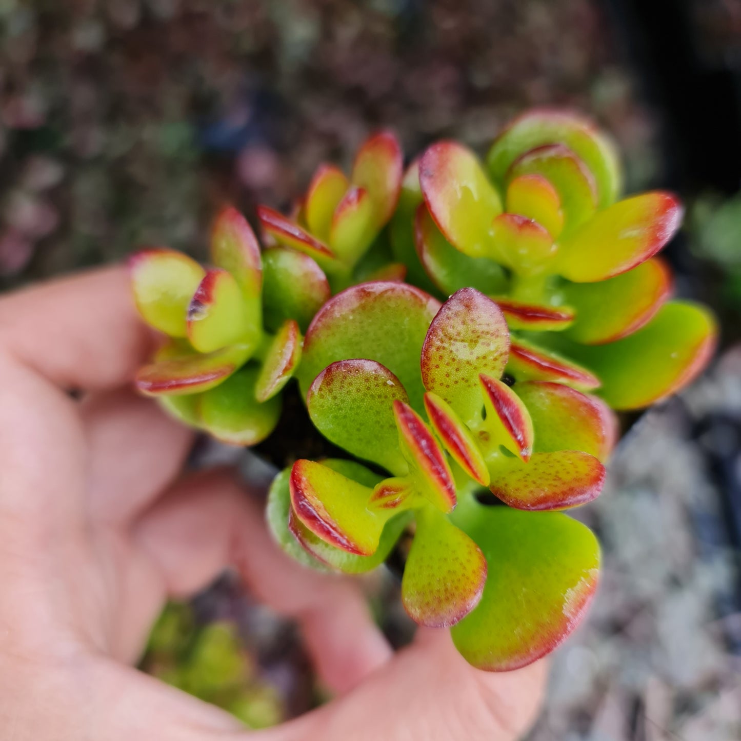 2"pot Crassula ovata 'Crosby's Compact' (Dwarf Jade Plant)