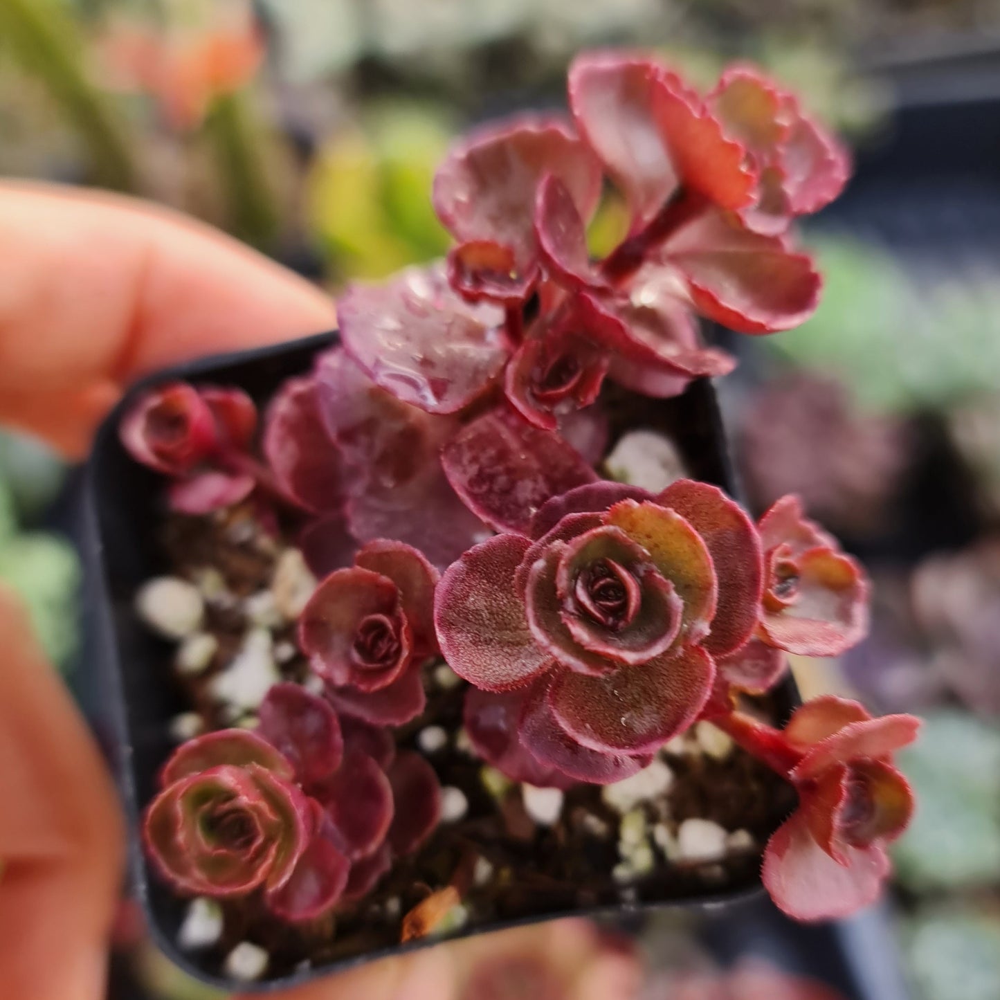 2”pot Succulents Plants Sedum spurium" Dragon's Blood"