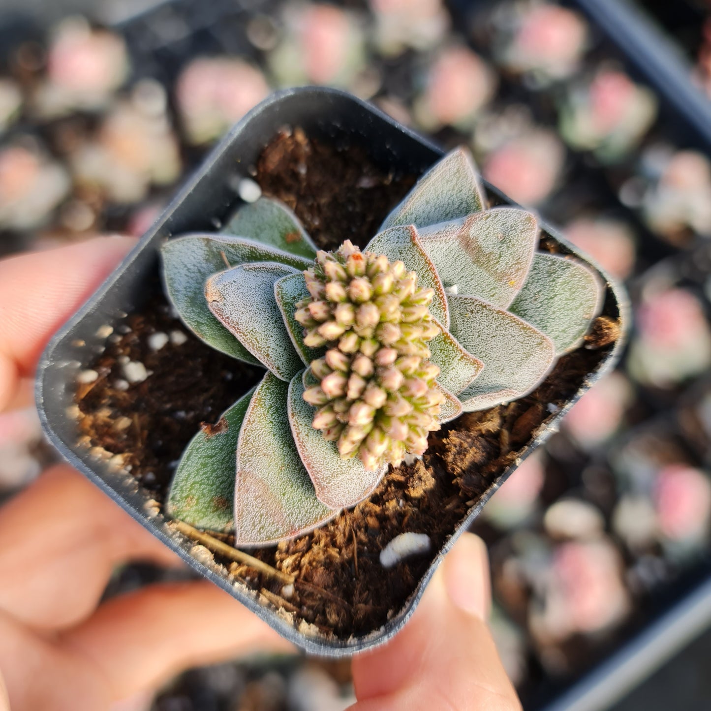 2"pot Succulent Plant Crassula Morgan’s Beauty