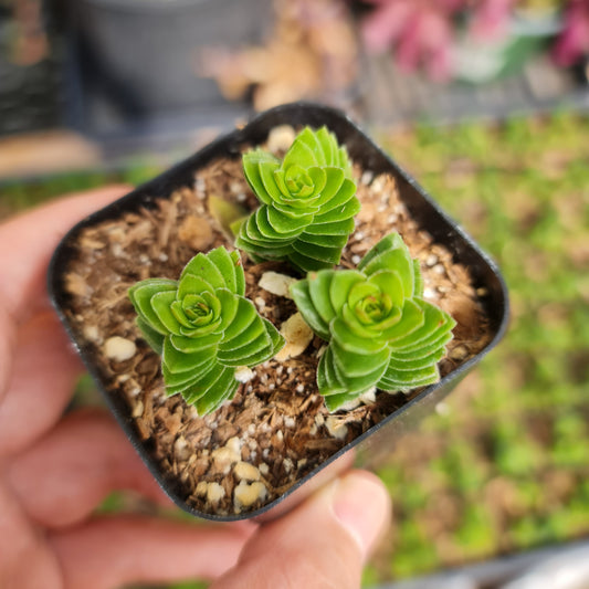 2"pot Succulent Plants Crassula Estagnol Spiralis
