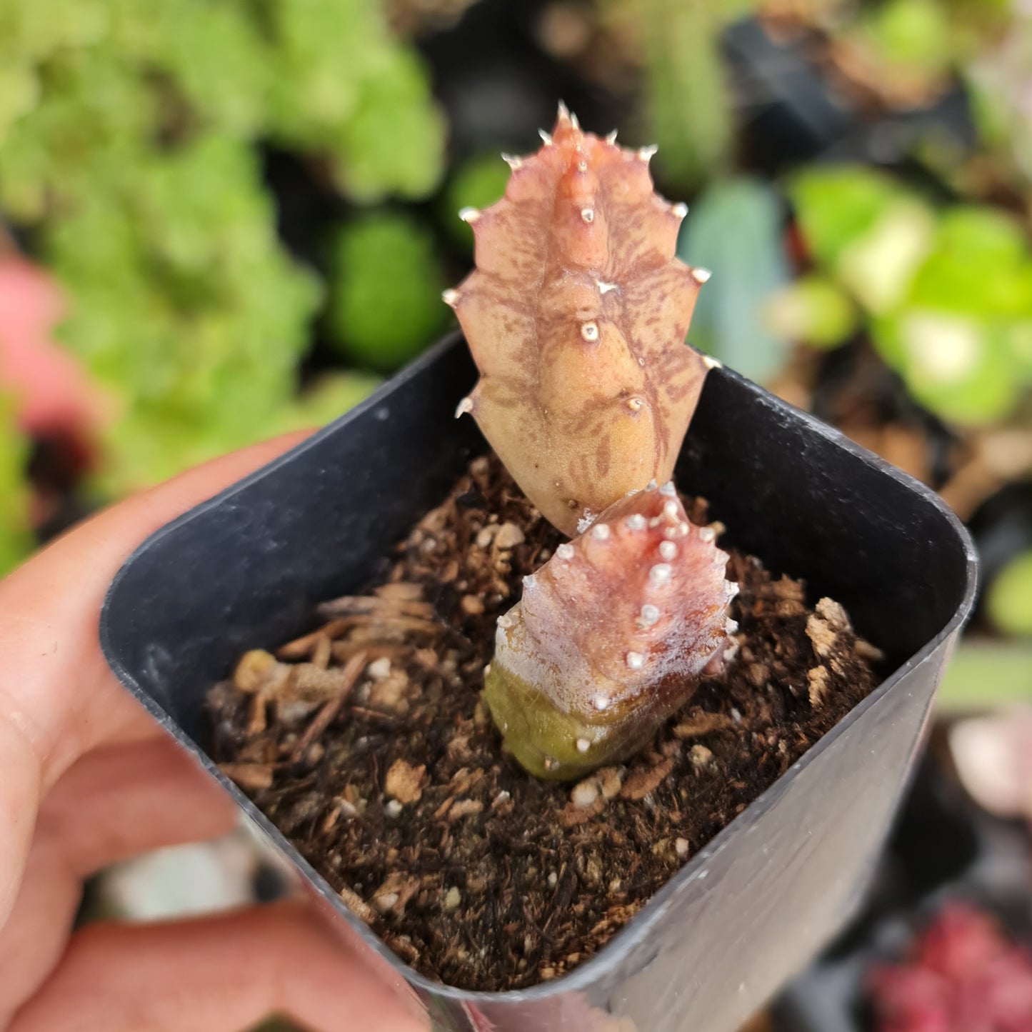 2" pot 2.5"pot Huernia Zebrina | life saver plants