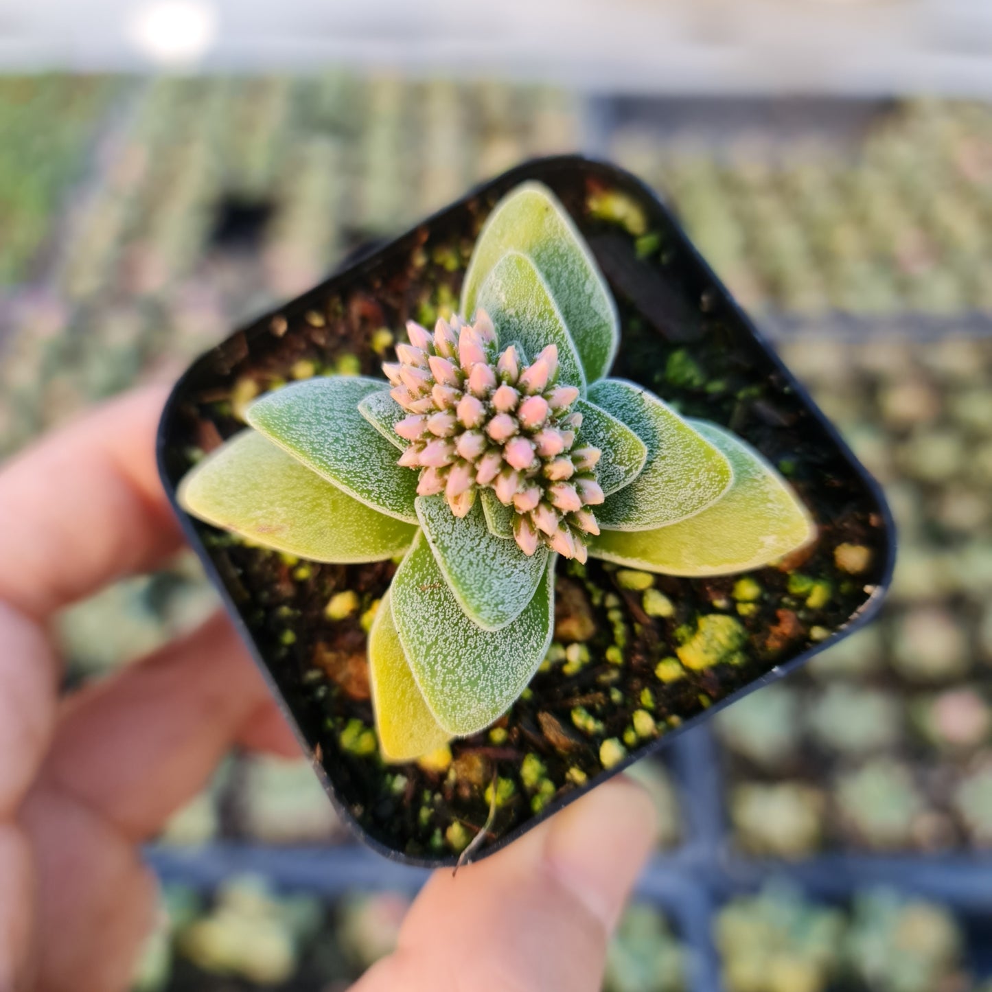 2"pot Succulent Plant Crassula Morgan’s Beauty