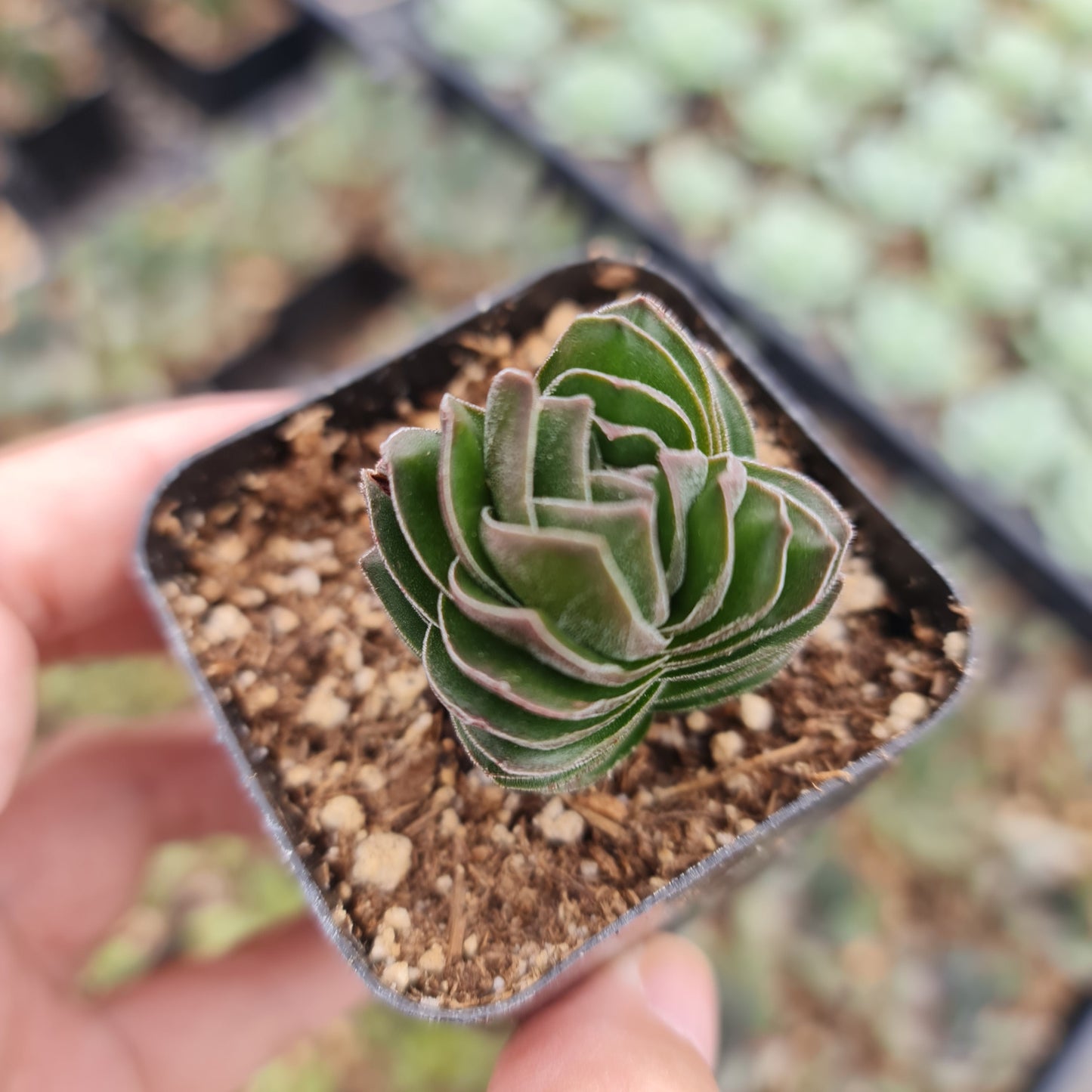 2" pot Rare Succulents Plants Buddha Temple