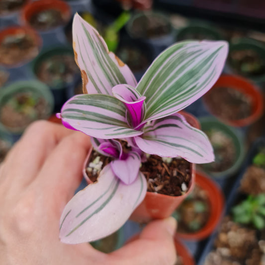 2" pot live plants Tradescantia Nanouk