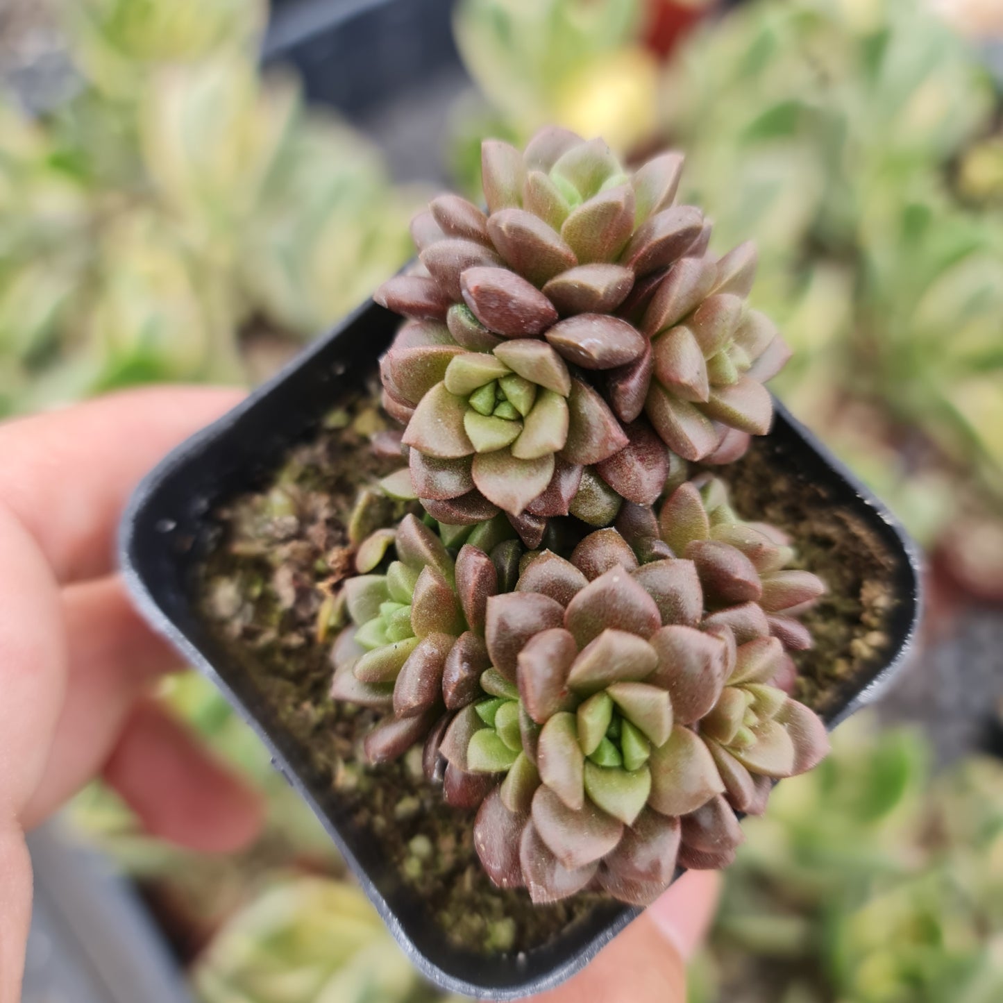 2"pot Graptosedum Little Gem