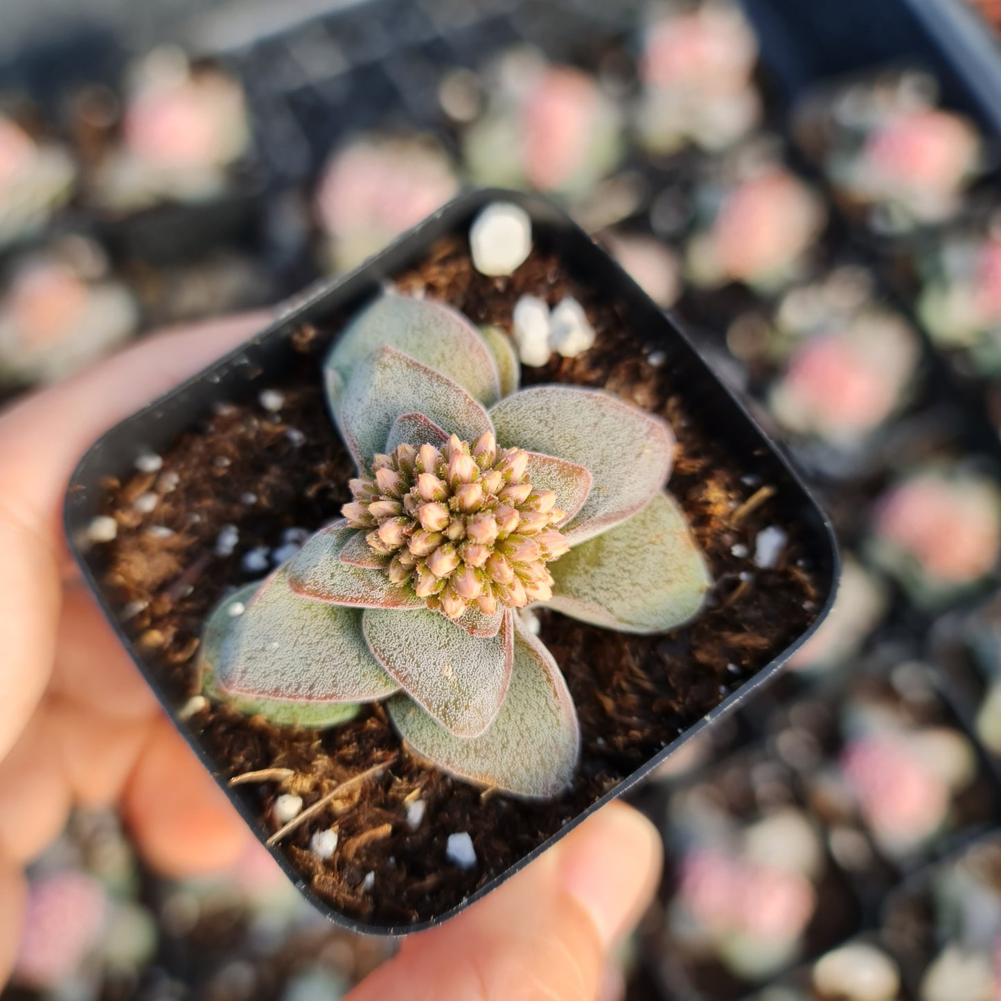 2"pot Succulent Plant Crassula Morgan’s Beauty