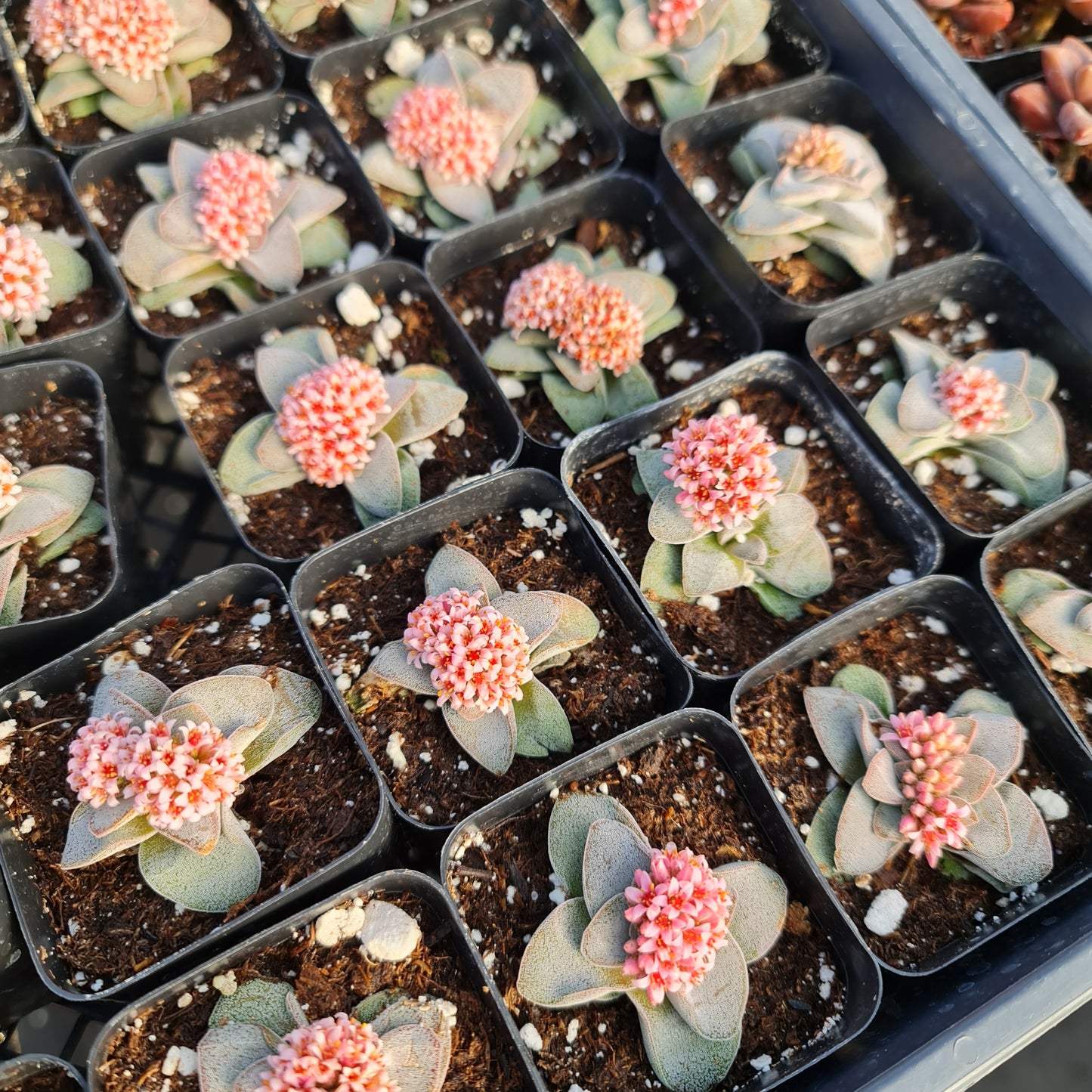 2"pot Succulent Plant Crassula Morgan’s Beauty