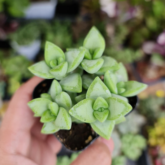 2"pot 4"pot Crassula Rupestris