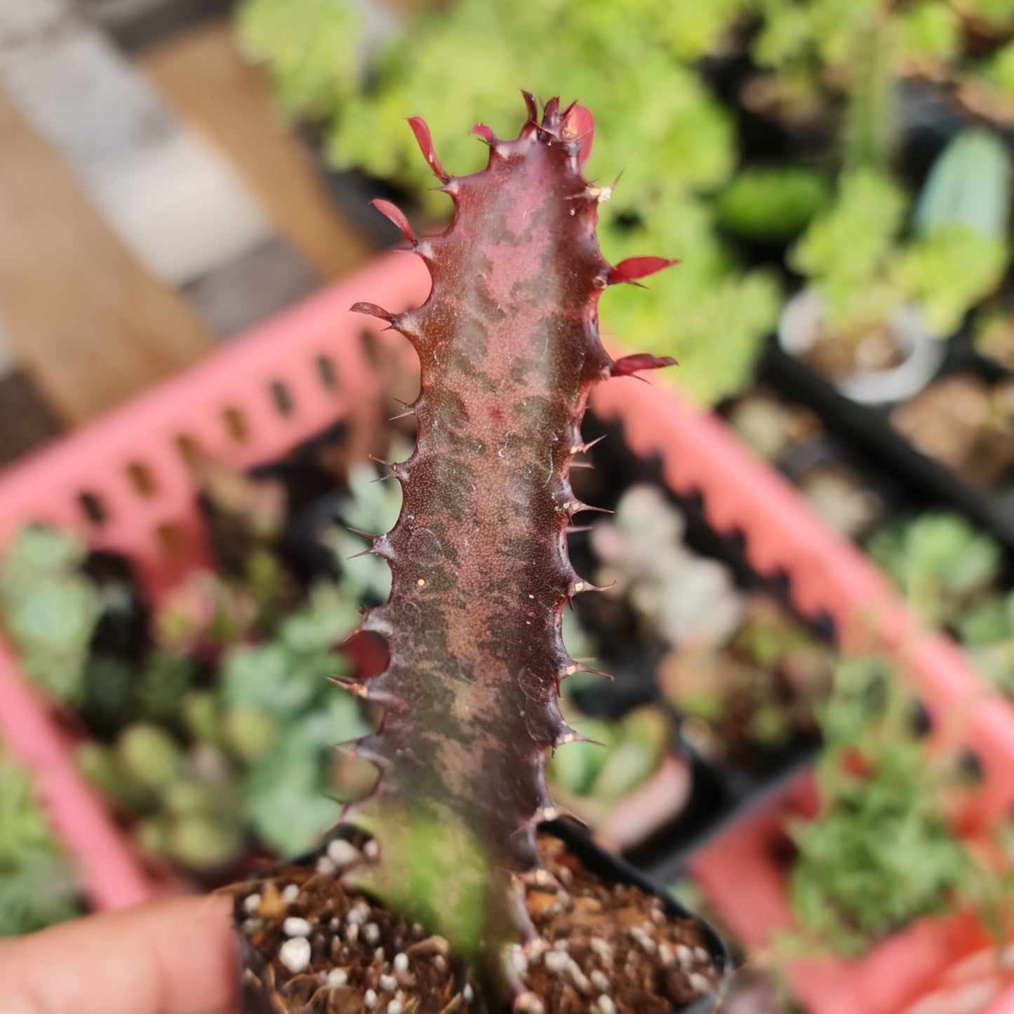 2"pot  Euphorbia Trigona Rubra – Red African Milk Tree