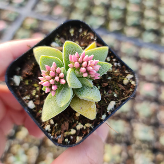 2"pot Succulent Plant Crassula Morgan’s Beauty