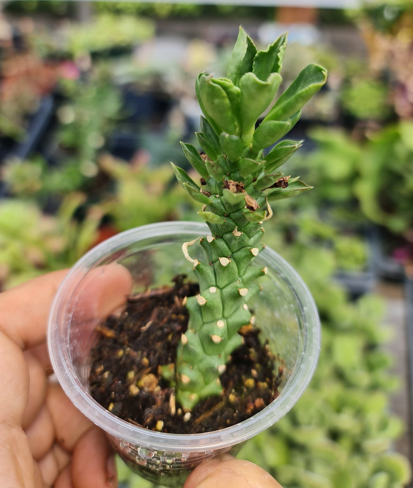 2"pot Succulent Plants Euphorbia guentheri