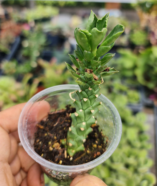 2"pot Succulent Plants Euphorbia guentheri