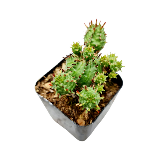 2"pot Euphorbia monstrose