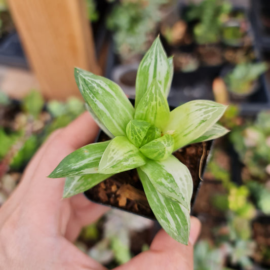 2"pot Rare Succulents Plants Haworthia cymbiformis f. Variegated