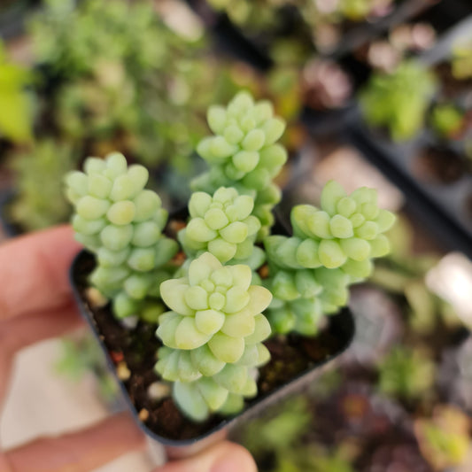 2”pot Succulent Sedum Morganianum Donkey Tail
