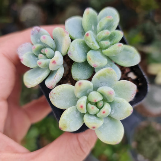 2”pot Succulent Plants  Sedum Clavatum