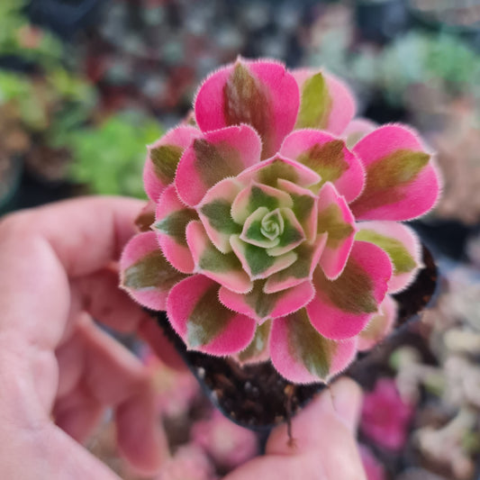 2" pot Aeonium Pink witch