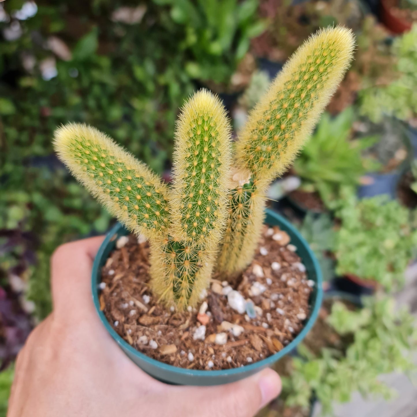 2”pot 4" pot Cactus Plants Golden Rat Tail
