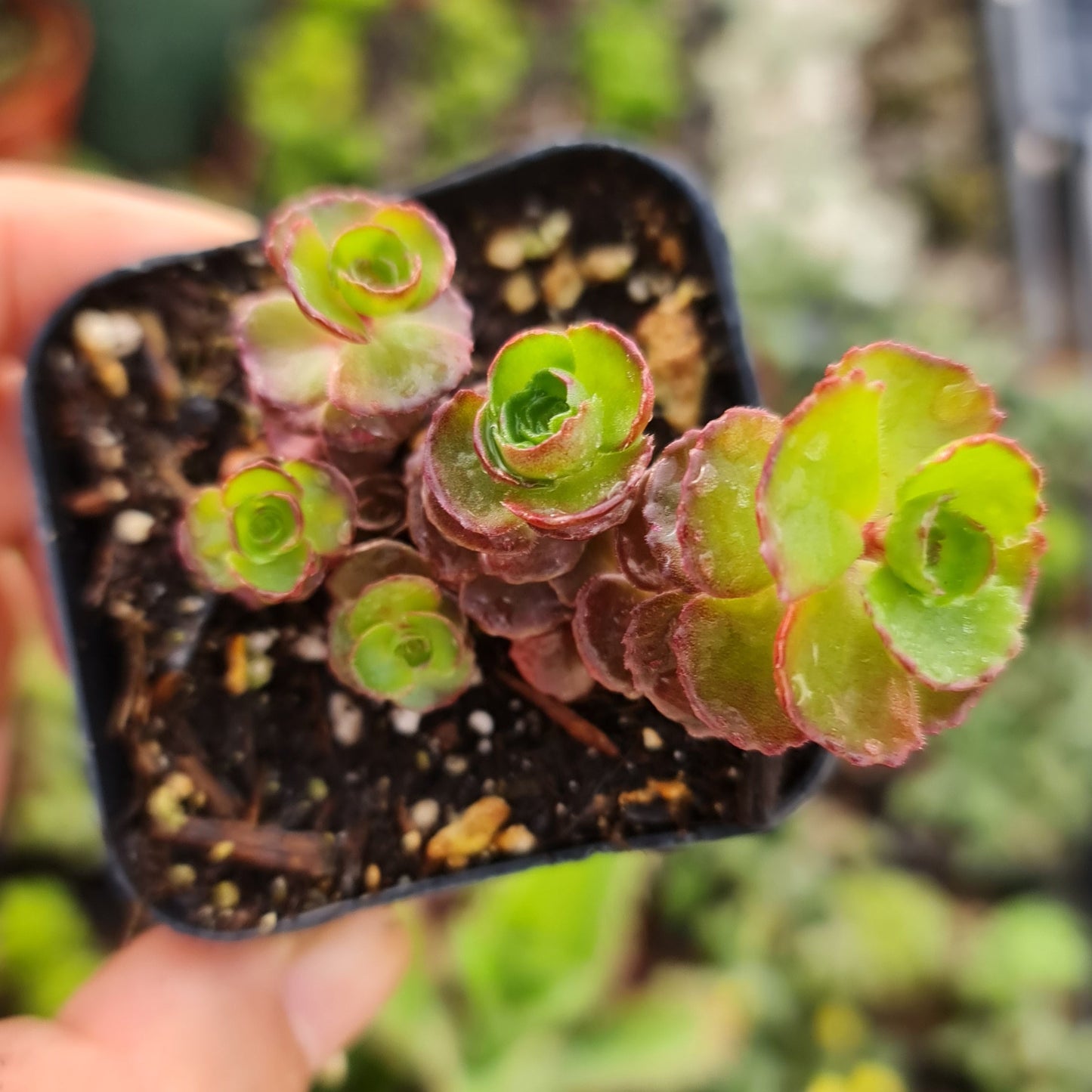 2”pot Succulents Plants Sedum spurium" Dragon's Blood"