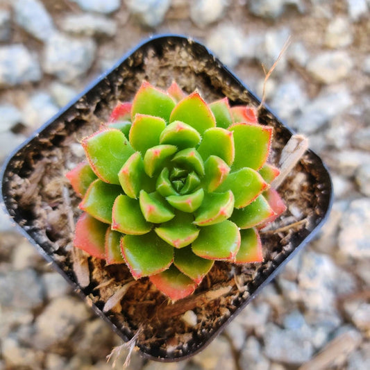 [Series] Sedeveria Succulents – 2" Pots (2 Varieties)