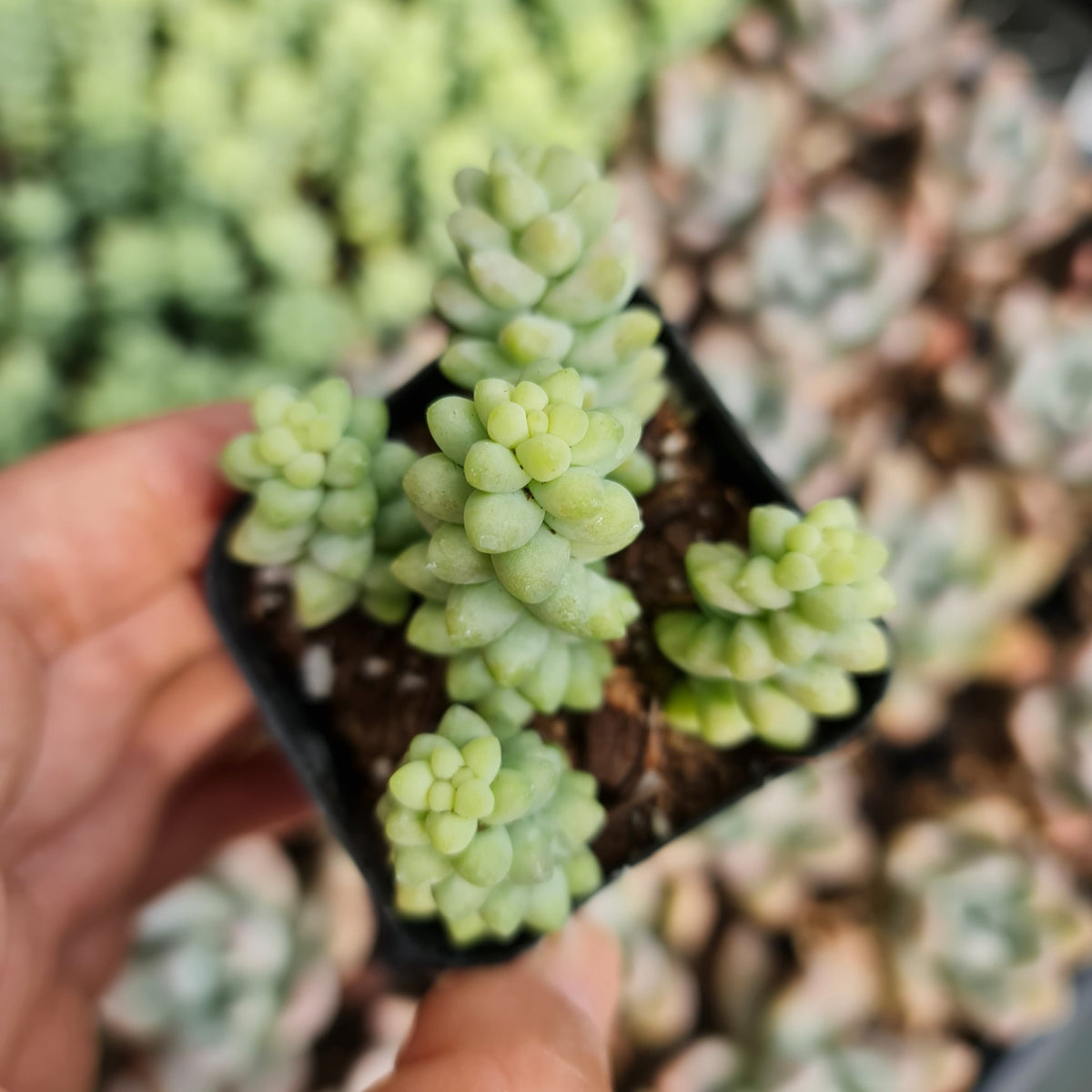 [Series] Sedum Succulents – 2" Pots (8 Varieties)
